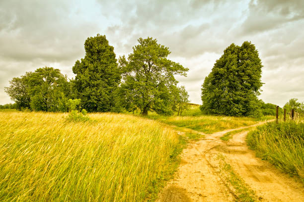 istock Landscape with trees against the backdrop of a cloudy sky. 913758422