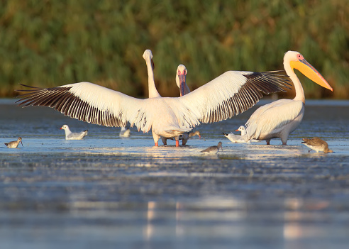 A group of adult white pelicans and one young pelican rest in the water. Close-up and detailed photo
