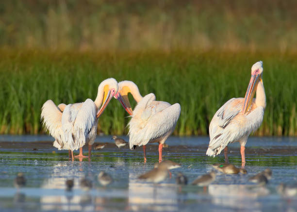 istock Evening make-up of white pelicans 913765552