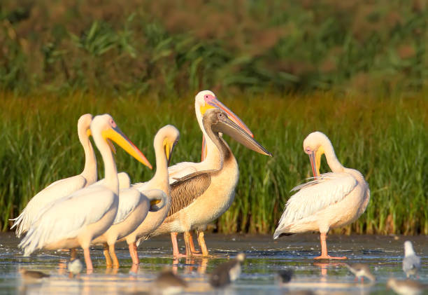 istock Family of white pelicans 913765560