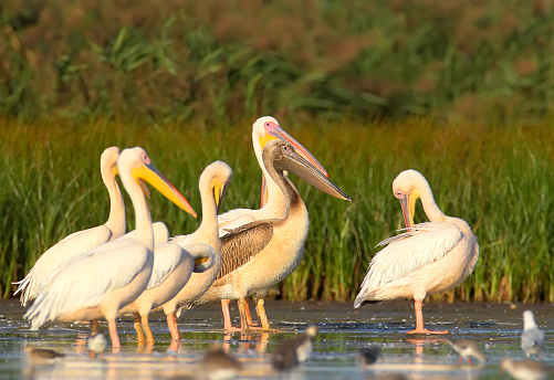 A group of adult white pelicans and one young pelican rest in the water. Close-up and detailed photo