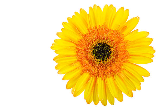 gerbera jaune, le printemps fleur de beauté de la nature - nobody nature fragility close up photos et images de collection