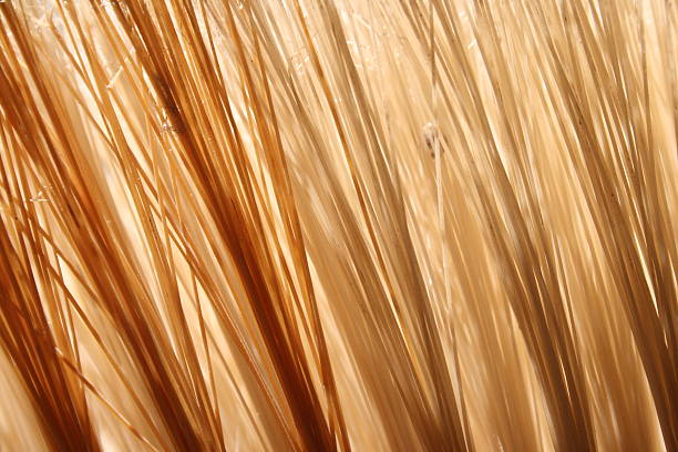 Bristles stock photo