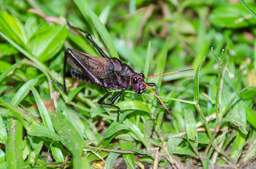 Purple grasshopper (Taeniopoda reticulata) often called giant red-winged grasshopper, about 70-80 mm in size with its bright orange antennae on the grass  in Tortuguero National Park, Costa Rica