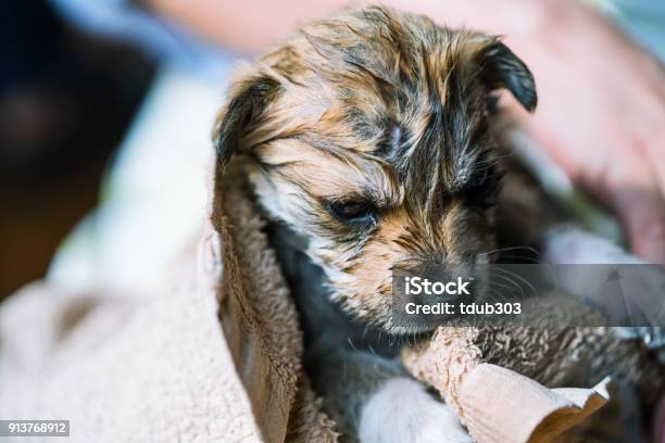 A Puppy Getting Dried Off After Taking A Bath In The Kitchen Sink Stock ...
