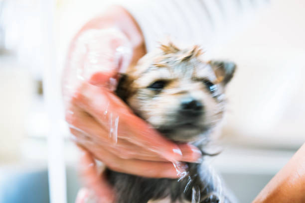 A puppy taking a bath in the kitchen sink