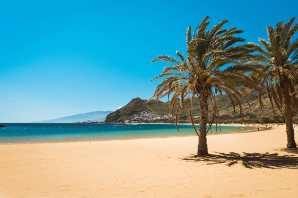 istock palm trees Playa las Teresitas Beach, Tenerife 913770332