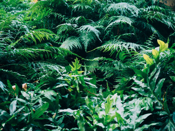 istock Fern bushes in waikiki,hawaii 913770718