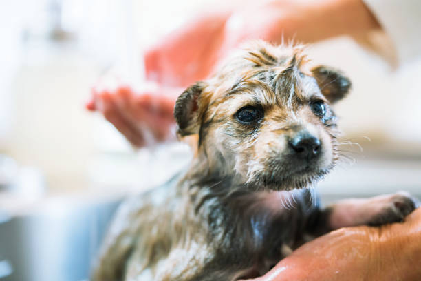 istock A puppy getting dried off after taking a bath in the kitchen sink 913770788