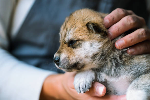 istock A puppy cuddling with its owner after a bath 913770790