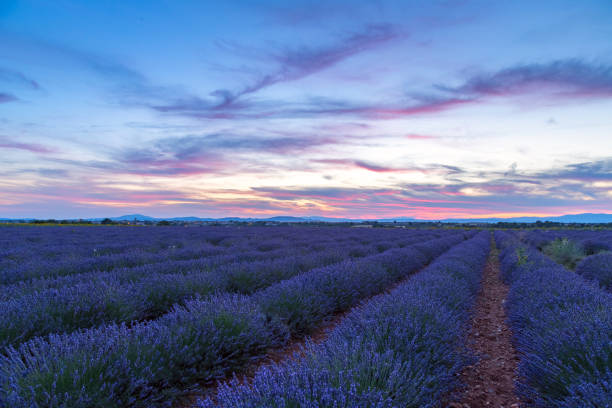istock Lavender field summer sunset landscape 913770920