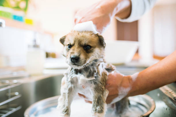 A puppy dog getting bathed in the kitchen sink