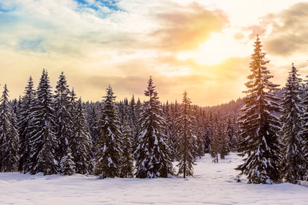 istock Beautiful sunset in winter forest 913770994