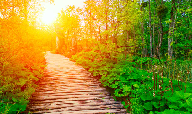 istock Wooden path in National Park in Plitvice 913773282
