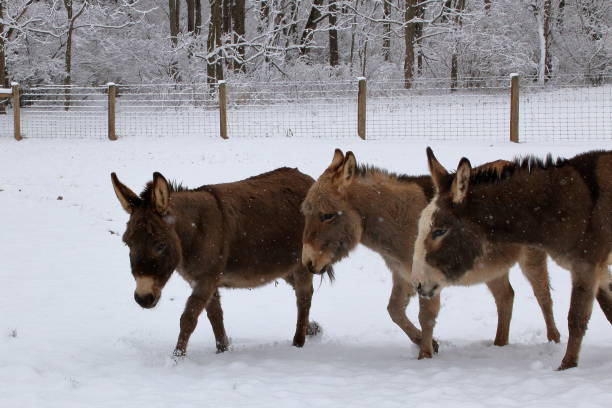 istock Miniature Donkeys in Snowy Pasture 913773436