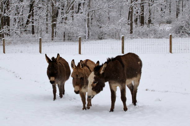 istock Miniature Donkeys in Snowy Pasture 913773746