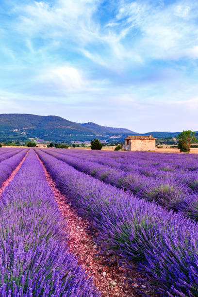 istock Lavender field summer sunset landscape near Sault 913774162