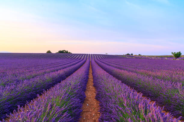 istock Stunning landscape with lavender field at sunset 913774780