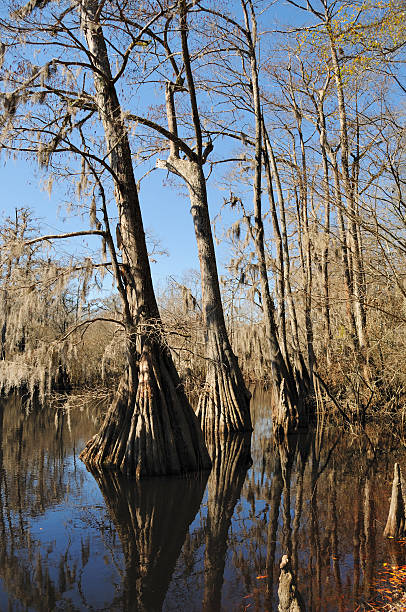 istock Webb NWR Cypress Swamp One 91377613