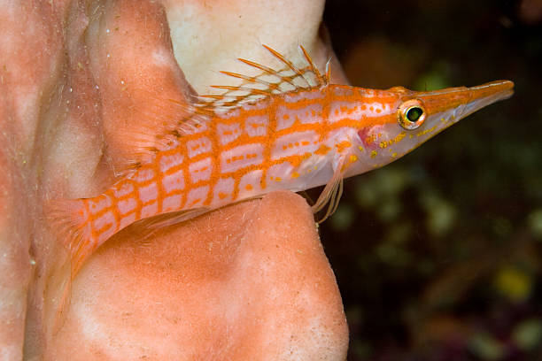 istock Longnose Hawkfish sitting on a Giant Barrel Sponge 91377663