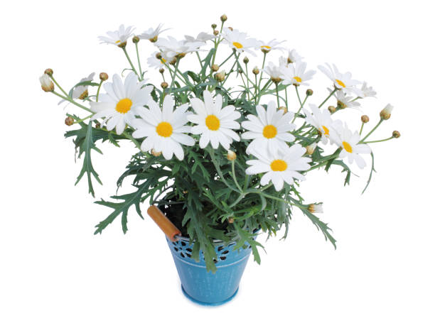Daisies (Margeriten) perennials isolated on white background