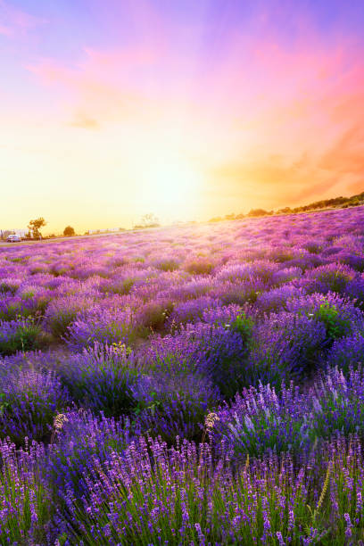 istock Sunset over a summer lavender field in Tihany 913777442