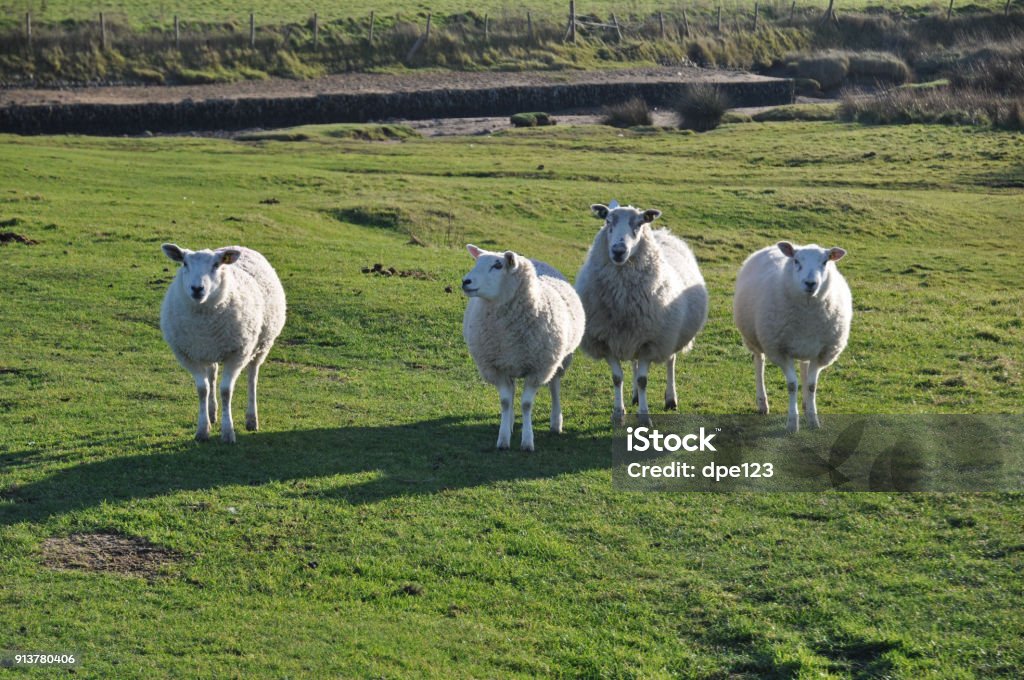 Salz-Sumpf-Schaf - Lizenzfrei Agrarbetrieb Stock-Foto