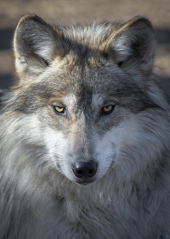 Mexican gray wolf closeup portrait headshot