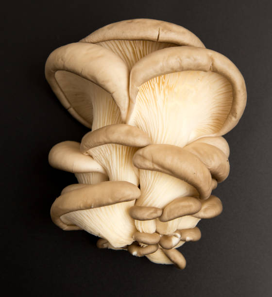 istock Fresh mushrooms oyster mushrooms on a black background 913781788