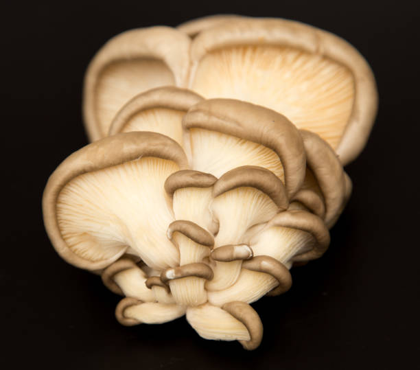 istock Fresh mushrooms oyster mushrooms on a black background 913782250
