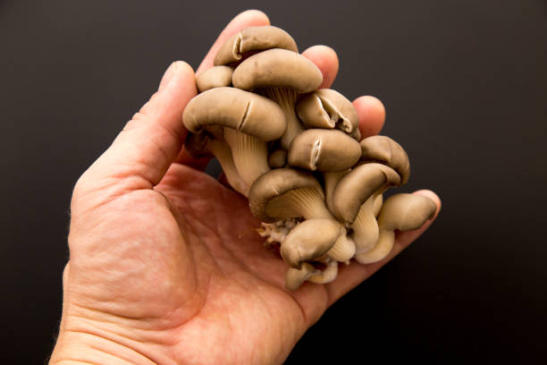istock Oyster mushrooms in hand on a black background 913783964