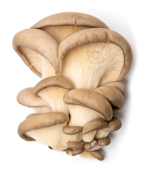 istock Fresh oyster mushrooms on a white background 913783982