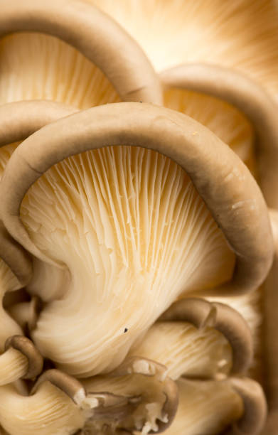 istock Fresh oyster mushrooms in nature 913784178