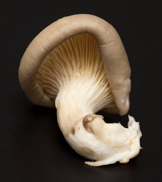 istock Fresh mushrooms oyster mushrooms on a black background 913784334