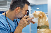 Vet examining dog's eye through ophthalmoscope