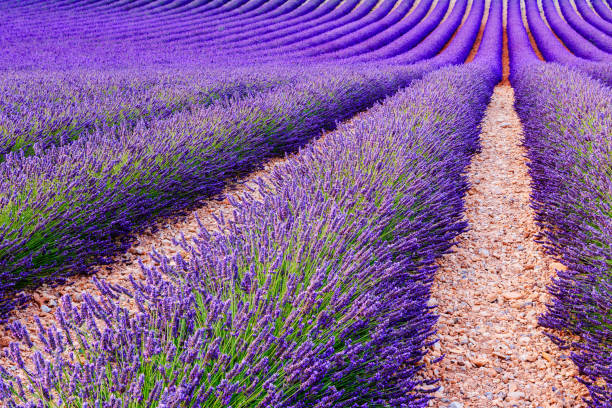 istock Lavender field summer sunset landscape  near Valensole 913785938