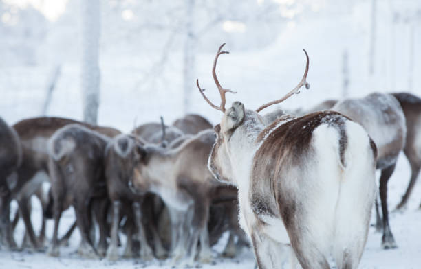 istock Reindeer joins the flock 913786786