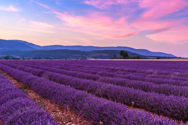 istock Beautiful landscape of lavender fields at sunset near Sault 913789366