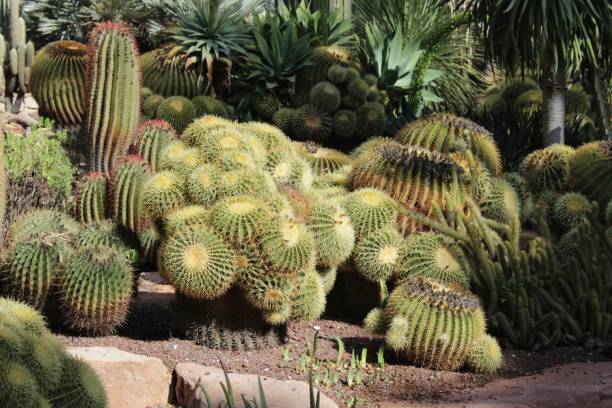istock Rockery with different types of cactus 913789946