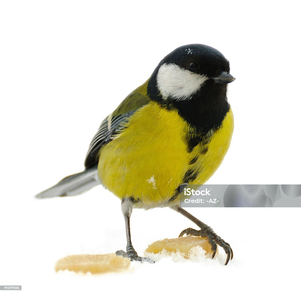 tit (isolated)  Animal Wildlife Stock Photo