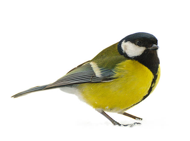 A yellow and black titmouse on a white background stock photo