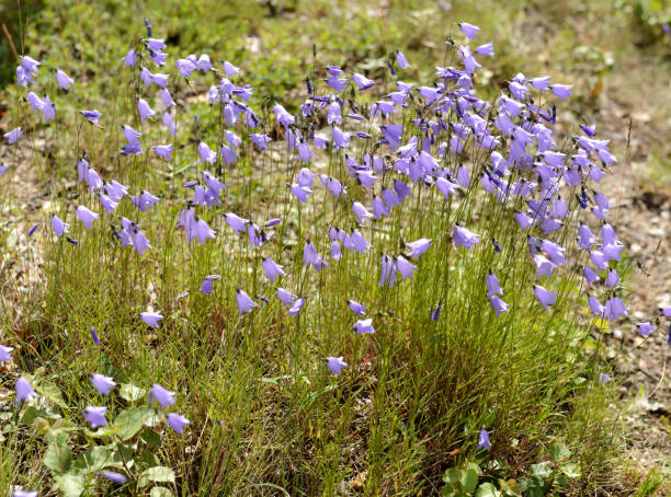 bellflowers (campanula) on meadow - finland bluebell campanula summer imagens e fotografias de stock