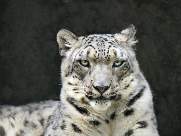 closeup portrait of a snow leopard looking right at you - snow leopard imagens e fotografias de stock