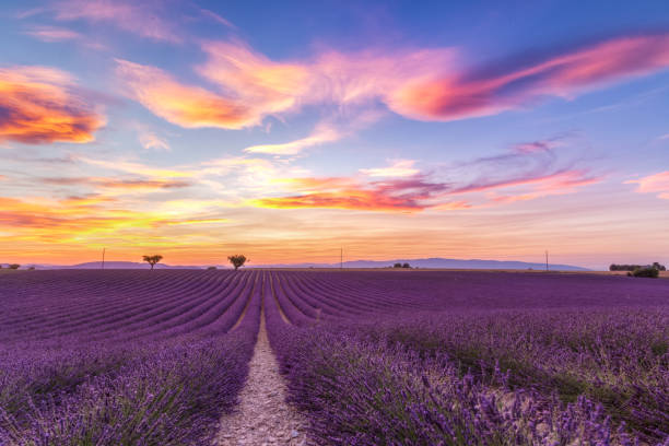 istock Lavender field summer landscape near Valensole 913794154