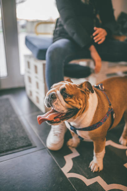 istock Little english bulldog 913794206