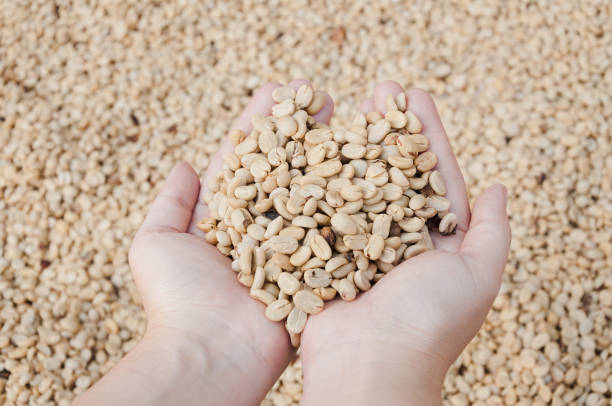 istock Fresh dry coffee beans on farmer hand 913796588
