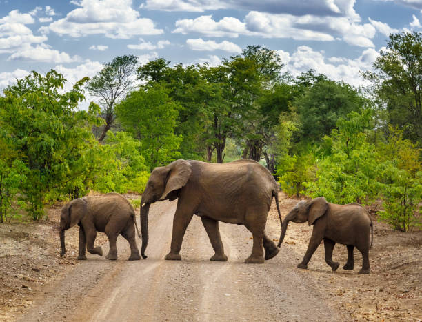 istock A Family of Elephants 913796746
