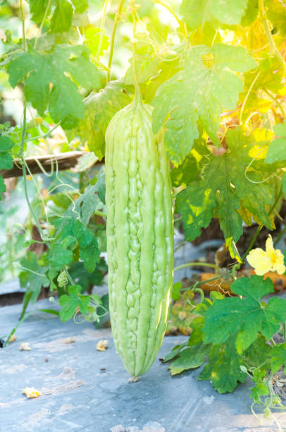 istock Gourd in vegetable garden 913796752