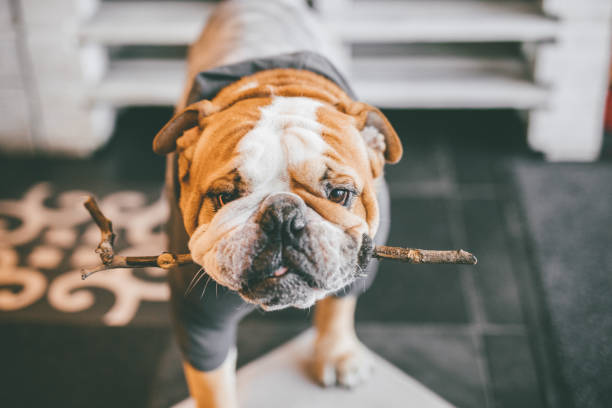 English bulldog in the cafe