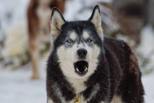 istock Siberian Husky dog portrait 913797864